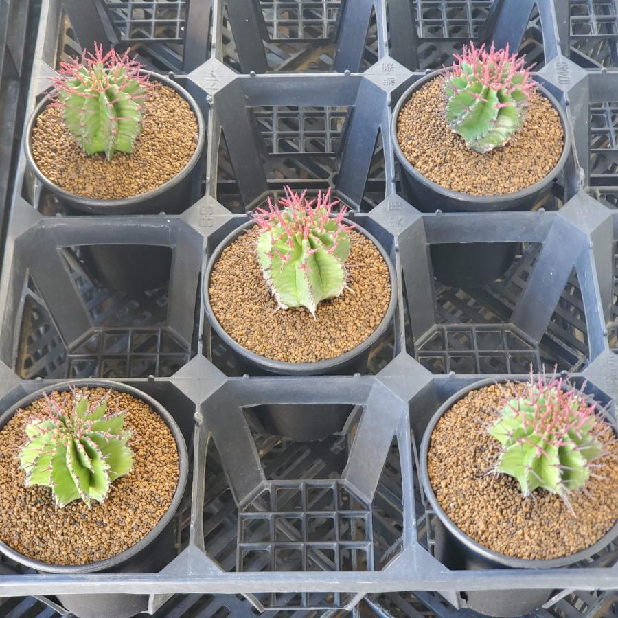 ユーフォルビア・ポリゴナ 9cm鉢 : カクタス長田 Yahoo