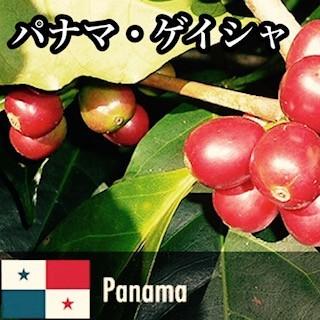 鶴仙園ネームド　ハオルチア Charme シャルム　親株　多肉植物　観葉植物 鶴仙園ネームド ハオルチア Charme シャルム 親株 多肉植物 観葉植物