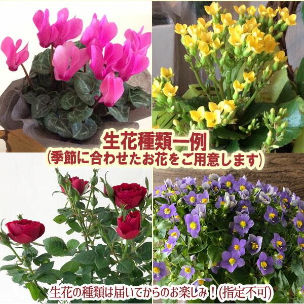 スタジオジブリ ジブリグッズ となりのトトロ トトロのお届けよいこら