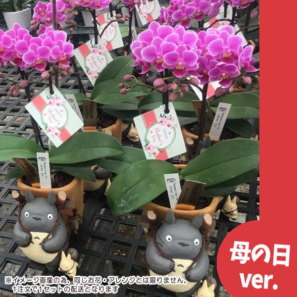 100 の保証 ジブリ グッズ となりのトトロ トトロのお届けよいこらしょ 生花胡蝶蘭 母の日 オリジナルセット21 梱包送料込 買い合わせ 椎名洋蘭園 受賞店舗 Cepici Gouv Ci