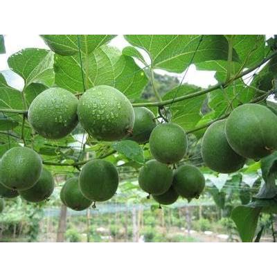 羅漢果(ラカンカ) 顆粒 500g : カフェ工房Yahoo!店 - 通販