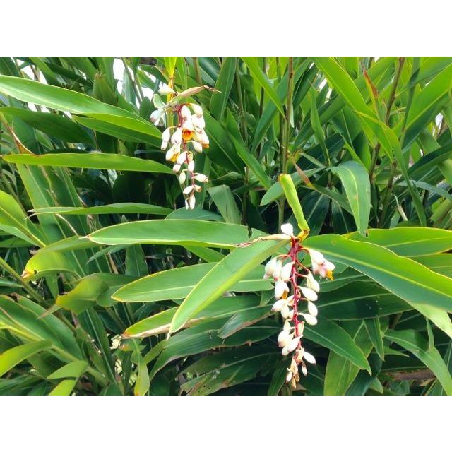 レモングラス月桃茶 沖縄県産 無農薬栽培 ティーバッグ 2g ５ 農家直送 送料無料 Zetzg712m9 Cafe Gyutto 通販 Yahoo ショッピング