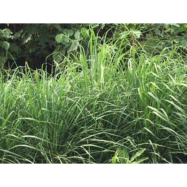 レモングラス月桃茶 沖縄県産 無農薬栽培 ティーバッグ 2g ５ 農家直送 送料無料 Zetzg712m9 Cafe Gyutto 通販 Yahoo ショッピング