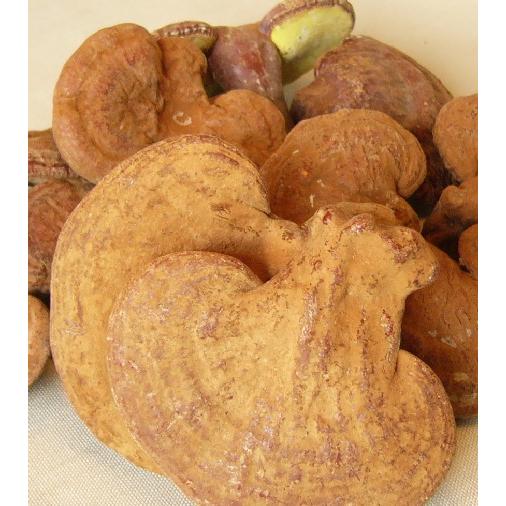 国産霊芝　長野県産マンネン茸　80g×5パック2割引　お買い得セット