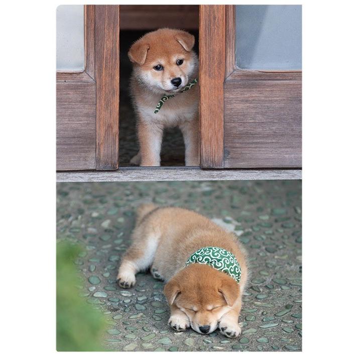 二代目 和風総本家豆助 クリアファイル タテ 0 カレナビ 通販 Yahoo ショッピング