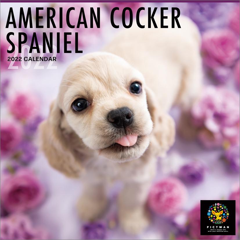 爆安プライス Pict Wan アメリカン コッカー スパニエル 22年カレンダー Cl22 11 倉