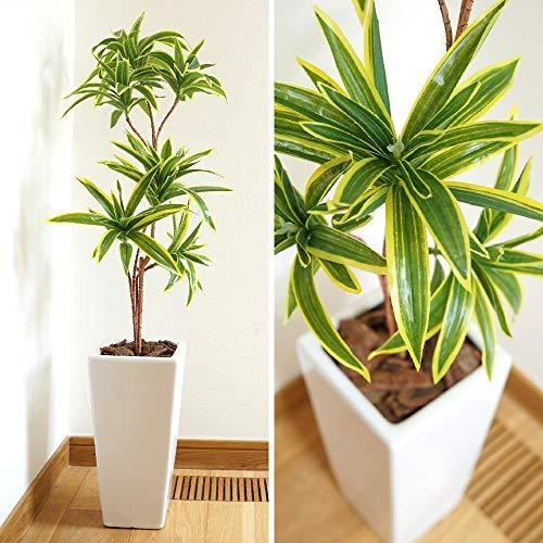 神戸花物語 Kobe Flower Story フェイクグリーン 観葉植物 造花 大型 ソングオブインディア 鉢植 白鉢 陶器製 24 S 2529 California雑貨店 通販 Yahoo ショッピング