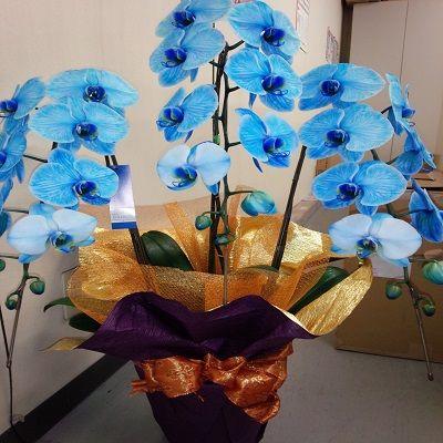 綺麗なブルーの☆3本立て胡蝶蘭☆ |  | 01