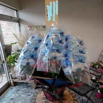 綺麗なブルーの☆3本立て胡蝶蘭☆ |  | 10