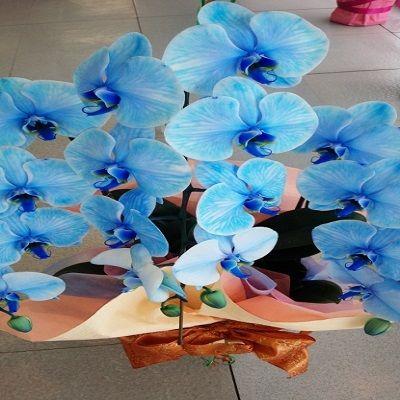 綺麗なブルーの☆3本立て胡蝶蘭☆ |  | 02