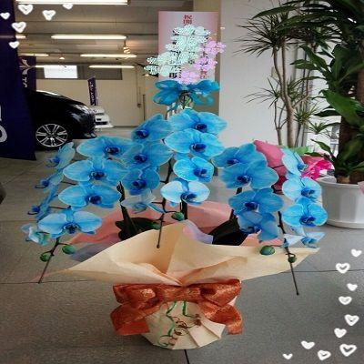 綺麗なブルーの☆3本立て胡蝶蘭☆ |  | 04