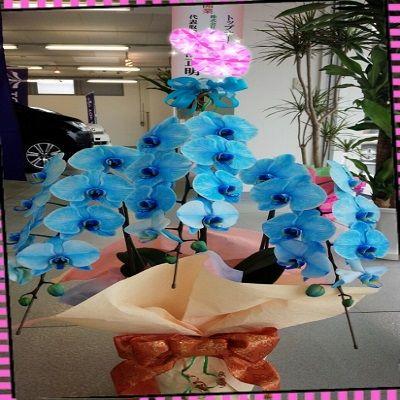 綺麗なブルーの☆3本立て胡蝶蘭☆ |  | 05