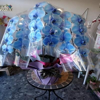 綺麗なブルーの☆3本立て胡蝶蘭☆ |  | 06