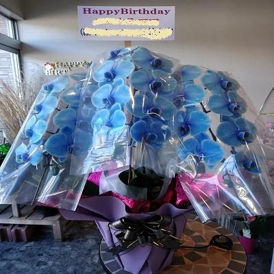 綺麗なブルーの☆3本立て胡蝶蘭☆ |  | 08