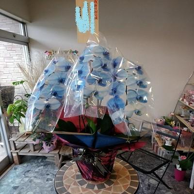 綺麗なブルーの☆3本立て胡蝶蘭☆ |  | 09