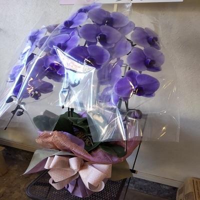 紫の胡蝶蘭を特別な日の贈り物に |  | 11