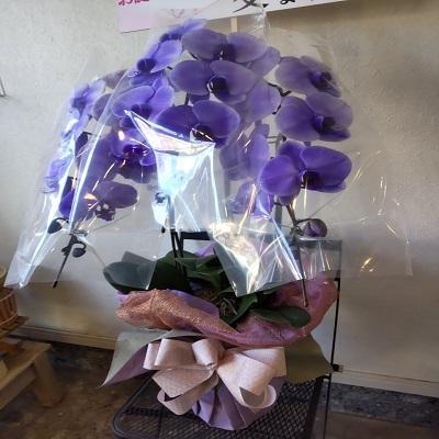 紫の胡蝶蘭を特別な日の贈り物に |  | 12