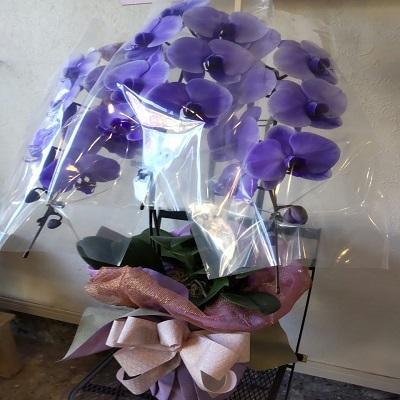 紫の胡蝶蘭を特別な日の贈り物に |  | 14