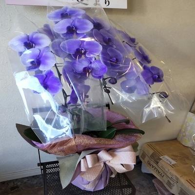 紫の胡蝶蘭を特別な日の贈り物に |  | 15