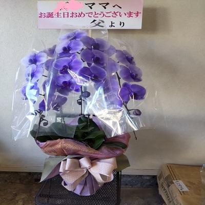 紫の胡蝶蘭を特別な日の贈り物に |  | 16