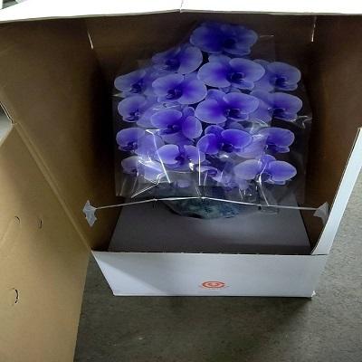 紫の胡蝶蘭を特別な日の贈り物に |  | 17