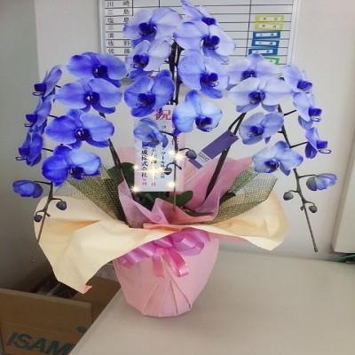 紫の胡蝶蘭を特別な日の贈り物に |  | 02