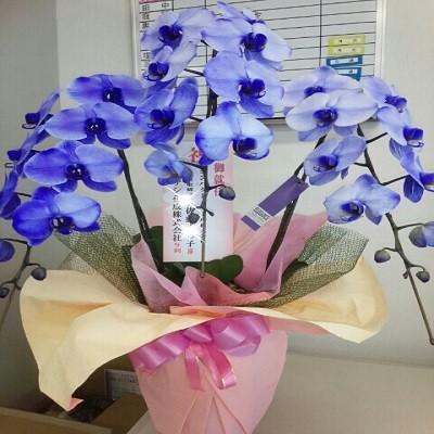 紫の胡蝶蘭を特別な日の贈り物に |  | 03