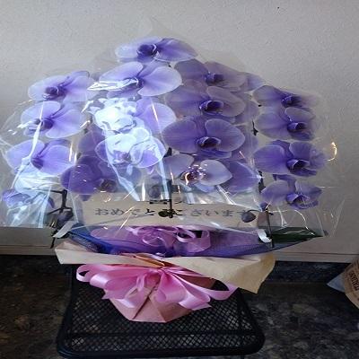 紫の胡蝶蘭を特別な日の贈り物に |  | 05