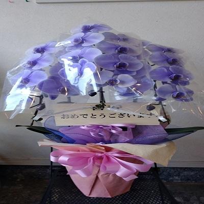 紫の胡蝶蘭を特別な日の贈り物に |  | 06