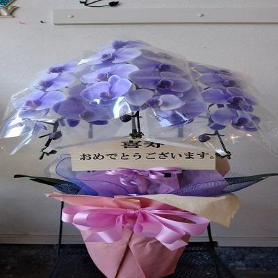 紫の胡蝶蘭を特別な日の贈り物に |  | 07