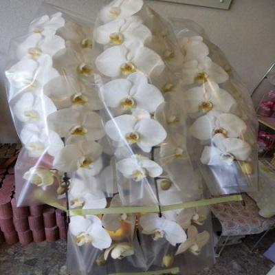 お祝い時に《白い豪華な５本立ての胡蝶蘭》をお届けします！！ | 