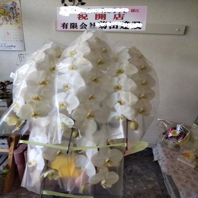 お祝い時に《白い豪華な５本立ての胡蝶蘭》をお届けします！！ |  | 10