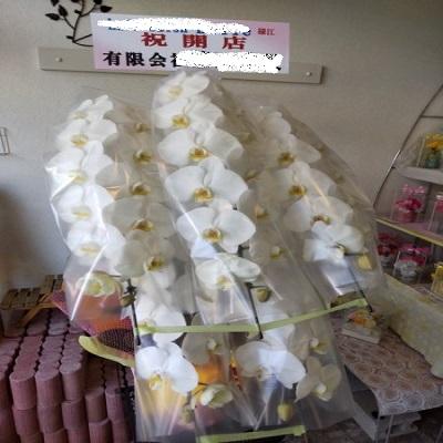 お祝い時に《白い豪華な５本立ての胡蝶蘭》をお届けします！！ |  | 11