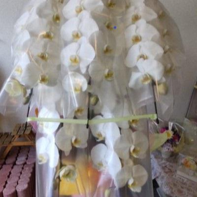 お祝い時に《白い豪華な５本立ての胡蝶蘭》をお届けします！！ |  | 01