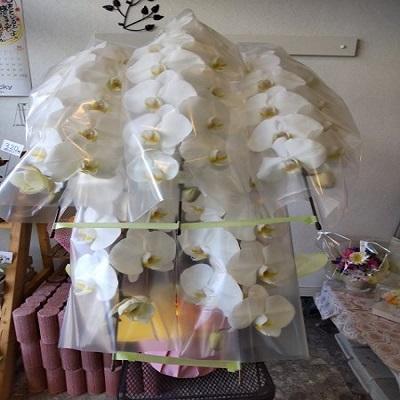 お祝い時に《白い豪華な５本立ての胡蝶蘭》をお届けします！！ |  | 02