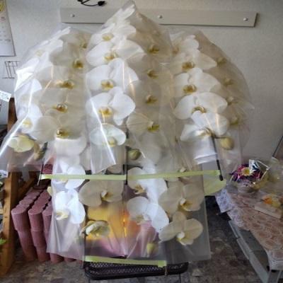 お祝い時に《白い豪華な５本立ての胡蝶蘭》をお届けします！！ |  | 03