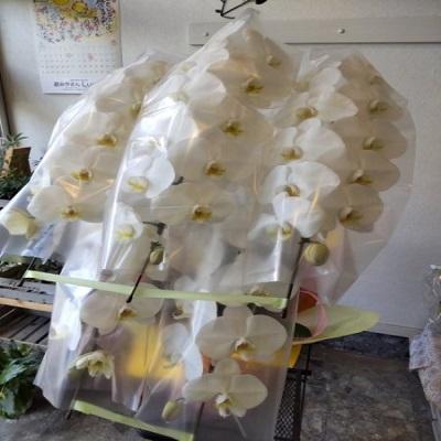 お祝い時に《白い豪華な５本立ての胡蝶蘭》をお届けします！！ |  | 04