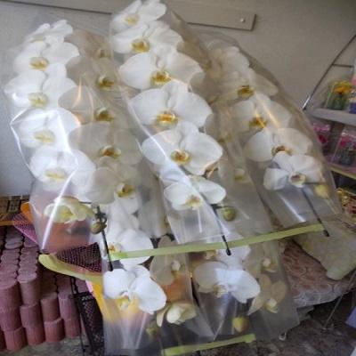 お祝い時に《白い豪華な５本立ての胡蝶蘭》をお届けします！！ |  | 05