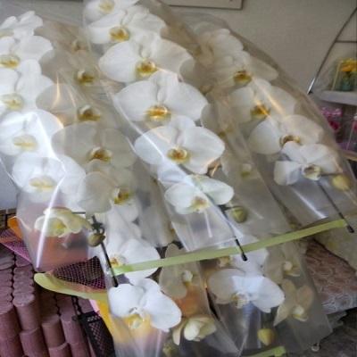 お祝い時に《白い豪華な５本立ての胡蝶蘭》をお届けします！！ |  | 06