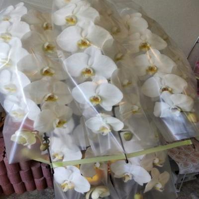 お祝い時に《白い豪華な５本立ての胡蝶蘭》をお届けします！！ |  | 07