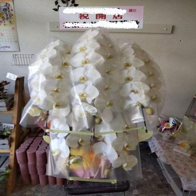 お祝い時に《白い豪華な５本立ての胡蝶蘭》をお届けします！！ |  | 09