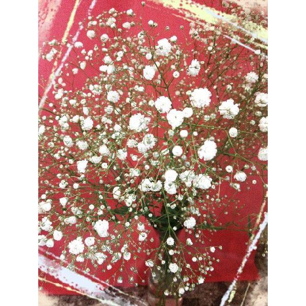 オプション商品！【白いかすみ草】★花束＆アレンジ＆供花★などに足してさらにボリュームアップ☆ |  | 01