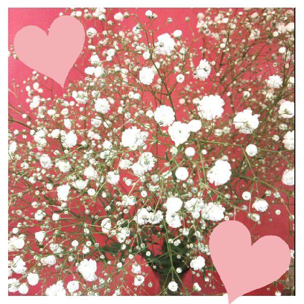 オプション商品！【白いかすみ草】★花束＆アレンジ＆供花★などに足してさらにボリュームアップ☆ |  | 02