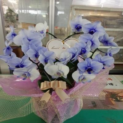 急な胡蝶蘭の贈り物時に種類・色などストアにすべてお任せとゆう方へおススメです、旬な胡蝶蘭を低価格でお届けします！ | 