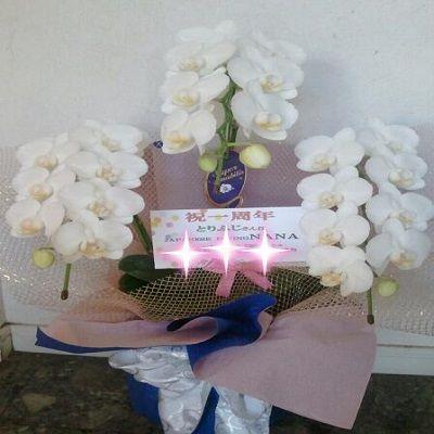 お祝い時には定番のミディタイプ白胡蝶蘭！！ | 