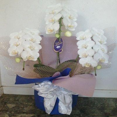 お祝い時には定番のミディタイプ白胡蝶蘭！！ |  | 01