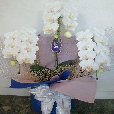 お祝い時には定番のミディタイプ白胡蝶蘭！！ |  | 02