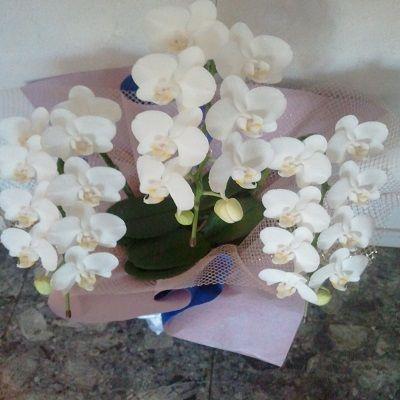 お祝い時には定番のミディタイプ白胡蝶蘭！！ |  | 03