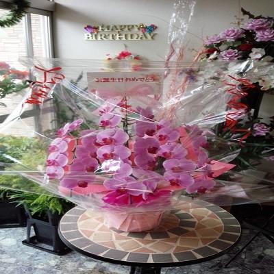 急な胡蝶蘭の贈り物時に種類・色などストアにすべてお任せとゆう方へおススメです、旬な胡蝶蘭を低価格でお届けします！ |  | 01