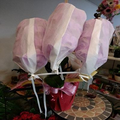 急な胡蝶蘭の贈り物時に種類・色などストアにすべてお任せとゆう方へおススメです、旬な胡蝶蘭を低価格でお届けします！ |  | 10